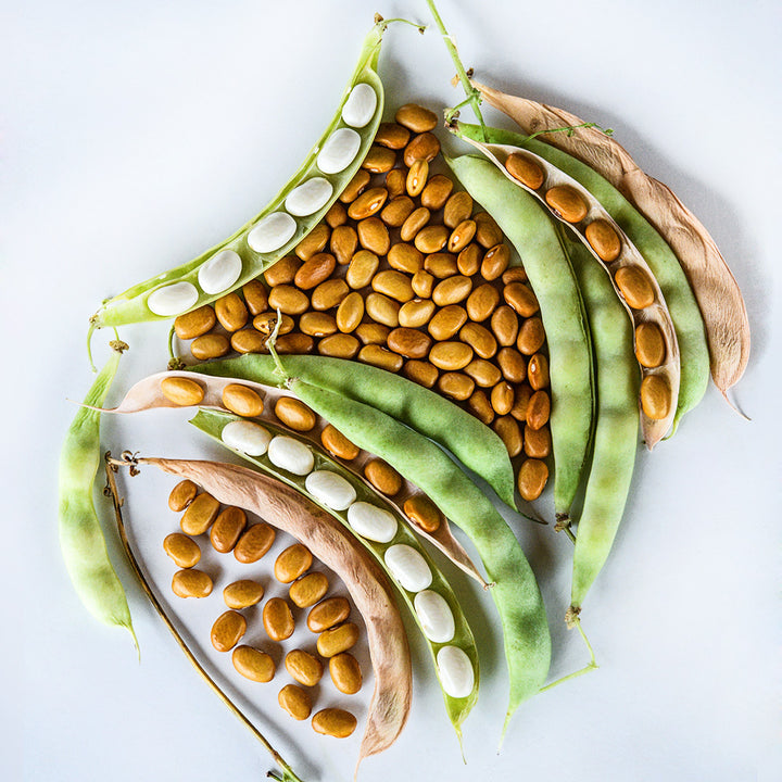 An overhead view of an arrangement of Adventist Pole Beans on a white background.