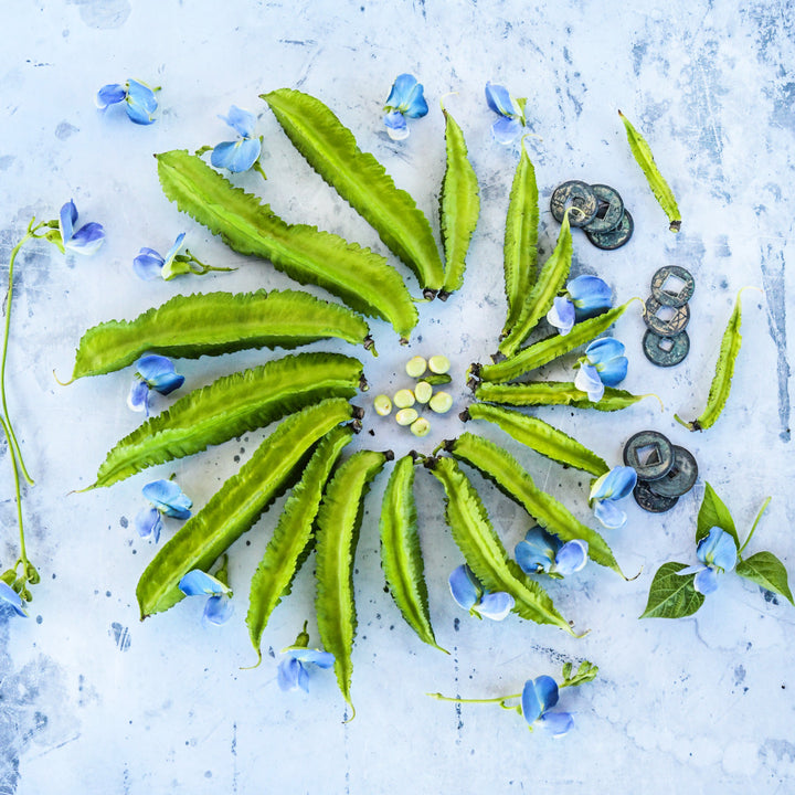 Urizun Japanese Winged Beans arranged in circle with blue blooms and old coins on a speckled white background.