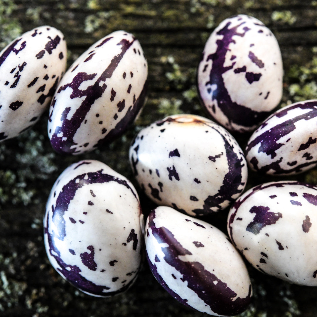 A close-up view of Autumn Zebra Beans on a weathered wooden background.