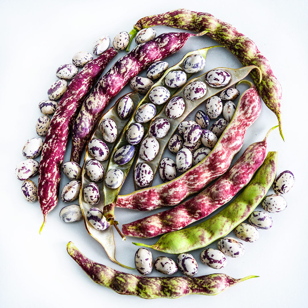An overhead view of an arrangement of pods dried Autumn Zebra Beans.