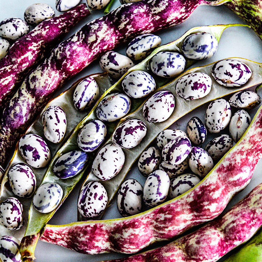 Close-up of Autumn Zebra Beans in dried pods.