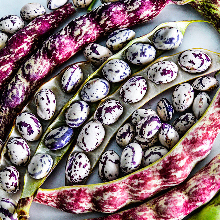 Close-up of Autumn Zebra Beans in dried pods.