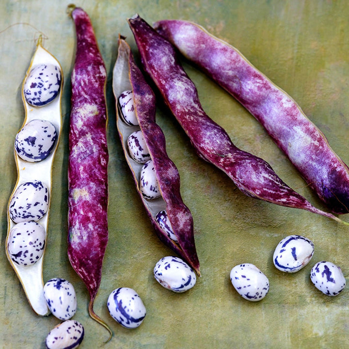 A close-up of Autumn Zebra Beans in colorful pods.