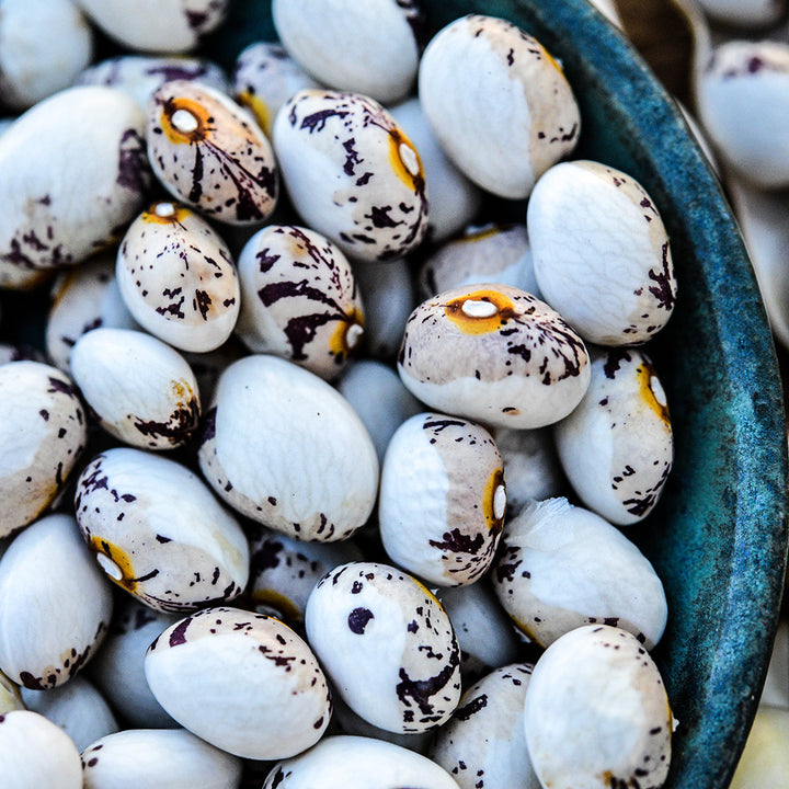 An extreme macro close-up of Papa De Rola Beans in a blue dish.