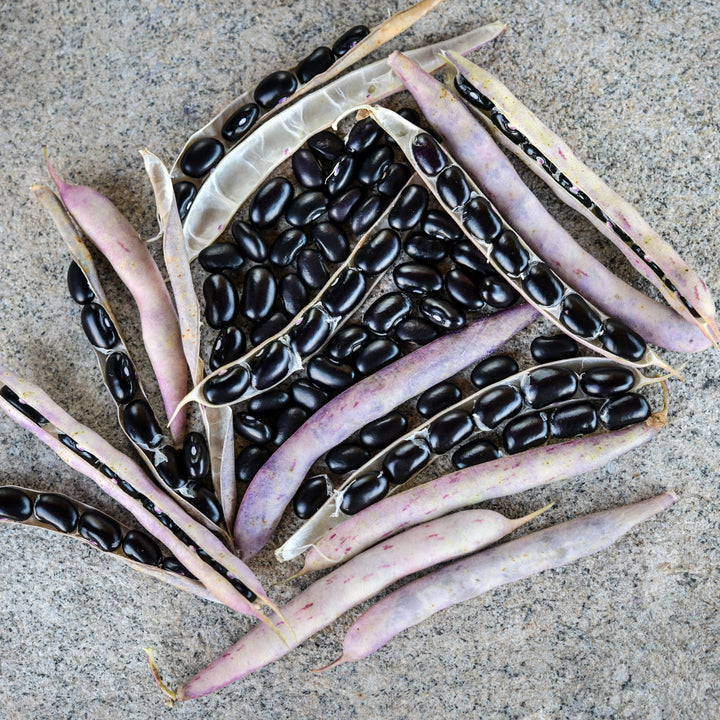 Black Turtle Beans with light pink pods arranged on a stone background.