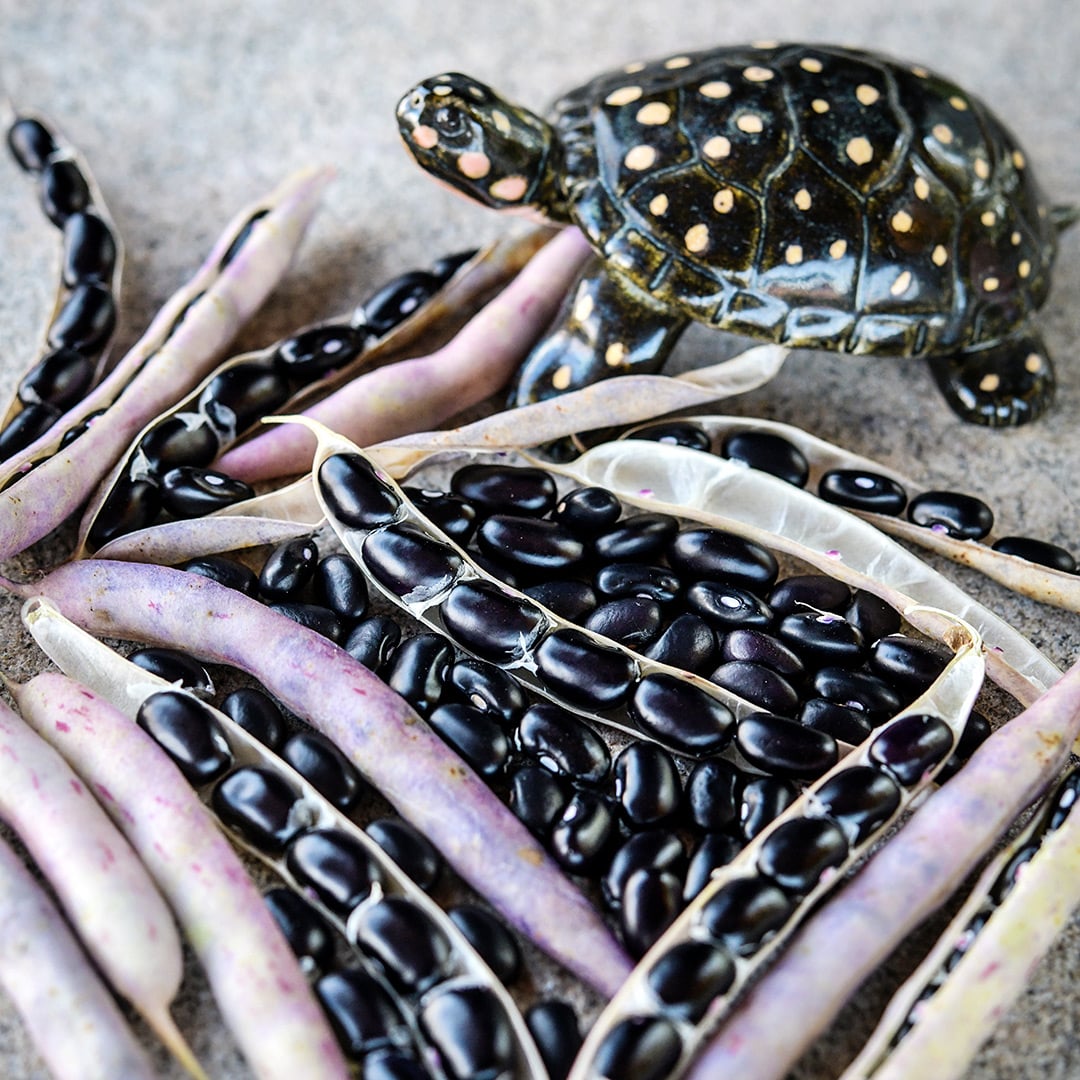Black Turtle Beans with a ceramic turtle on a stone background.