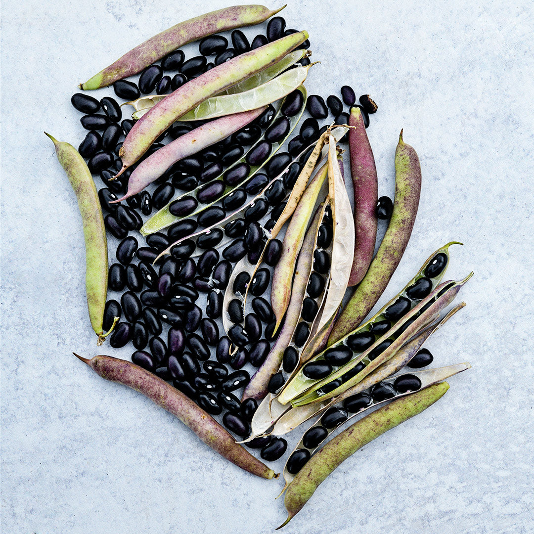 Black Turtle Beans arranged with pods on a light background.