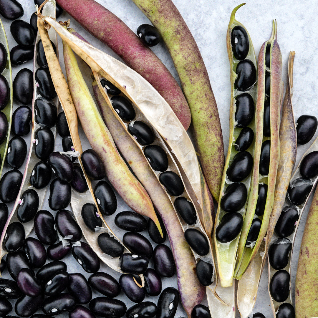 Loose and in pods Black Turtle Beans arranged on a light grey background.
