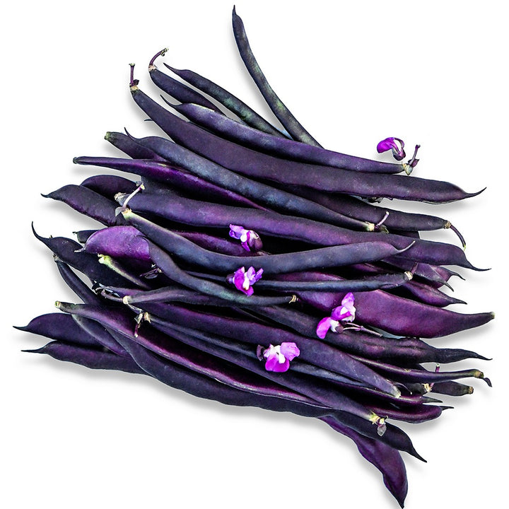 A pile of purple Blauhilde Beans with pink blooms on a white background.