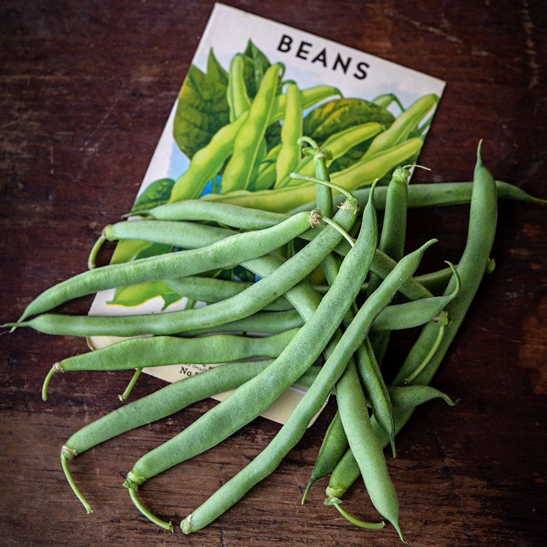 Blue Lake Bush 274 Beans with a vintage bean seed packet on a wooden background.