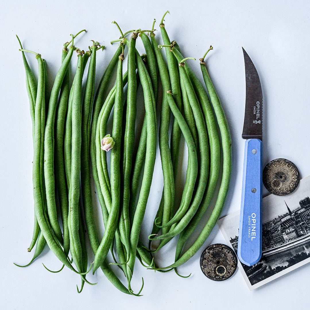 Calima Beans with a french knife and a postcard on white background.