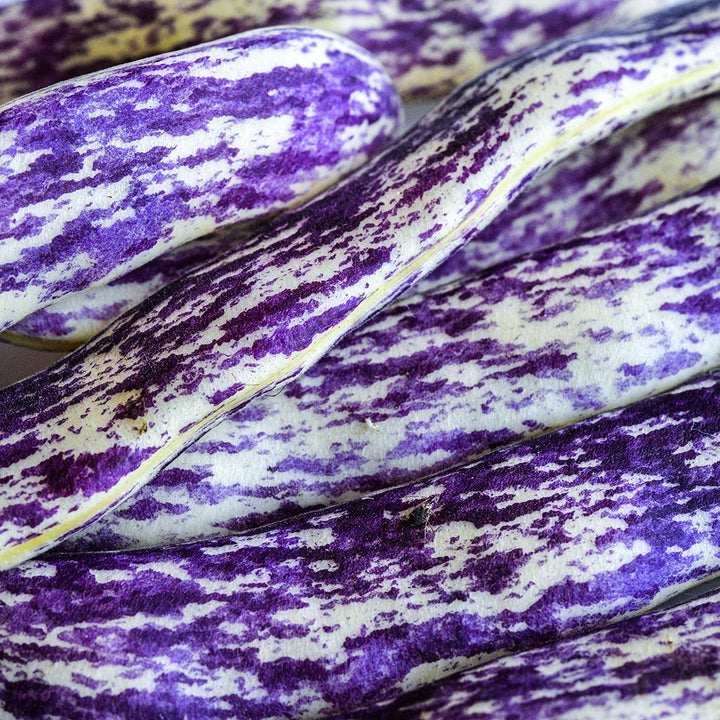 An extreme close-up of the purple stripes on Dragon Tongue Beans.
