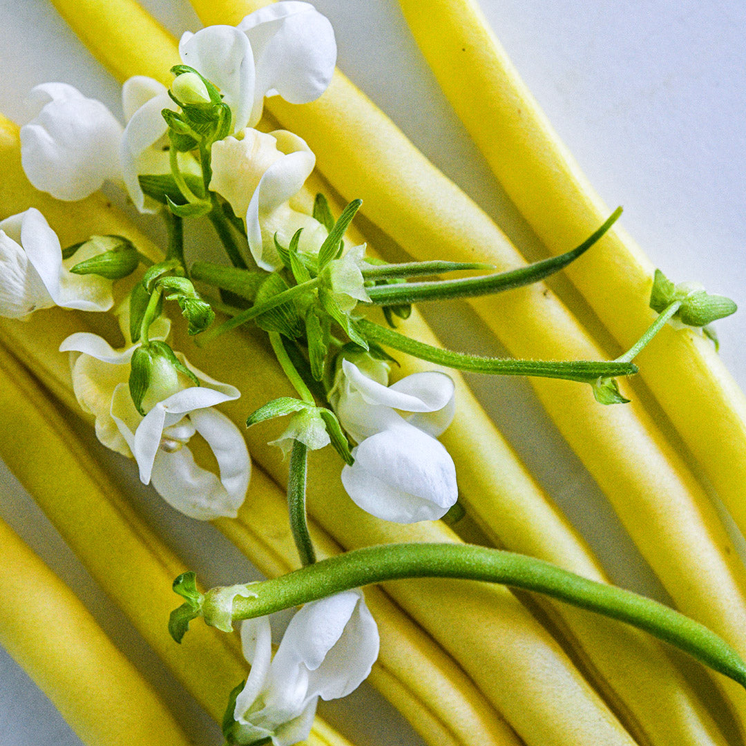 A close-up macro view of Golden Butterwax Beans with white blooms on white background.