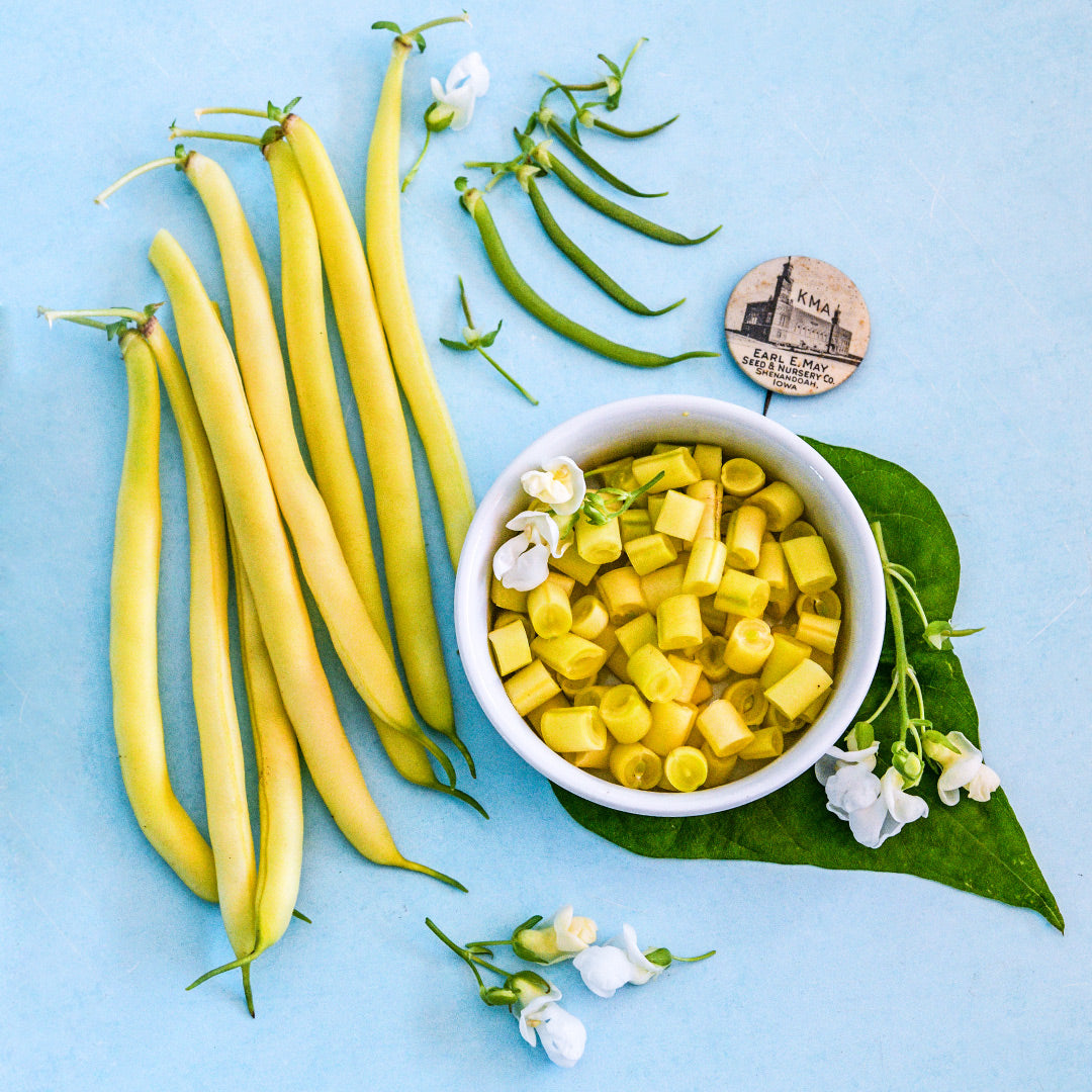 Whole and cut Golden Butterwax Beans with an old seed company pin on a light blue background.