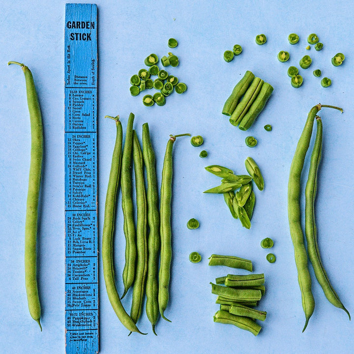 Jade Bush Beans with a blue garden ruler on light blue background.