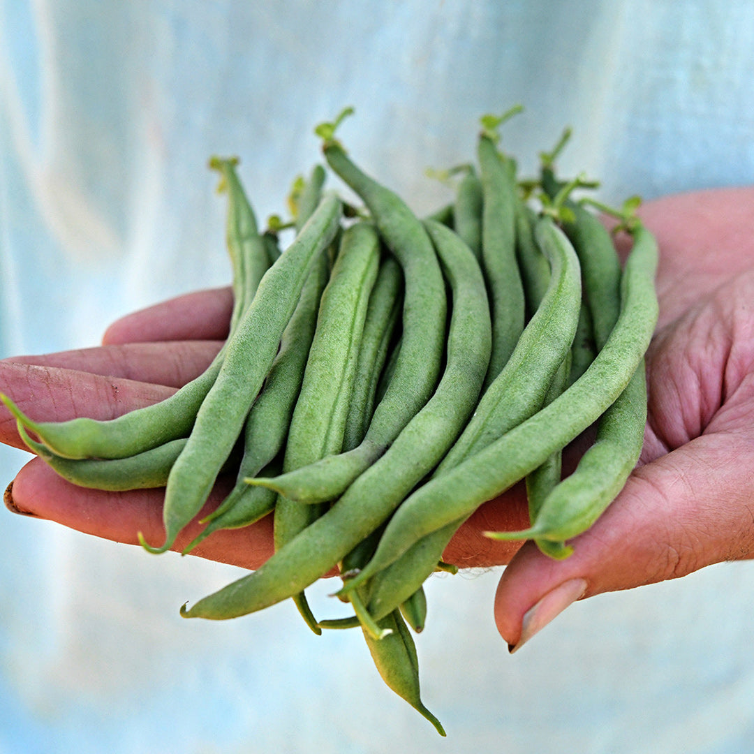 A gardener holding a handful of freshly picked Jade Bush Beans.
