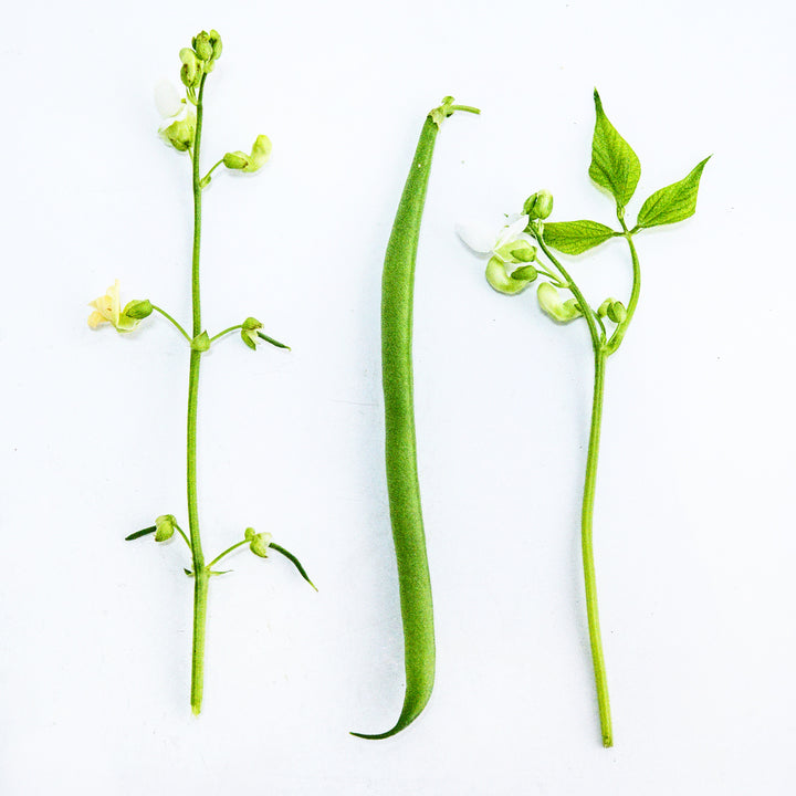 An Odeon Bush Bean with a couple of sprigs of foliage on a white background.