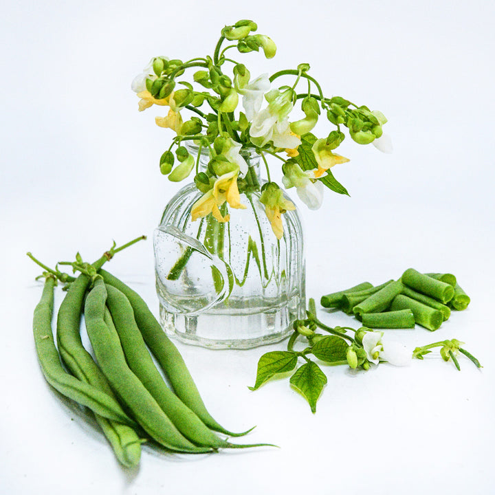 Odeon Bush Beans with blooms in a small glass bud vase on white.