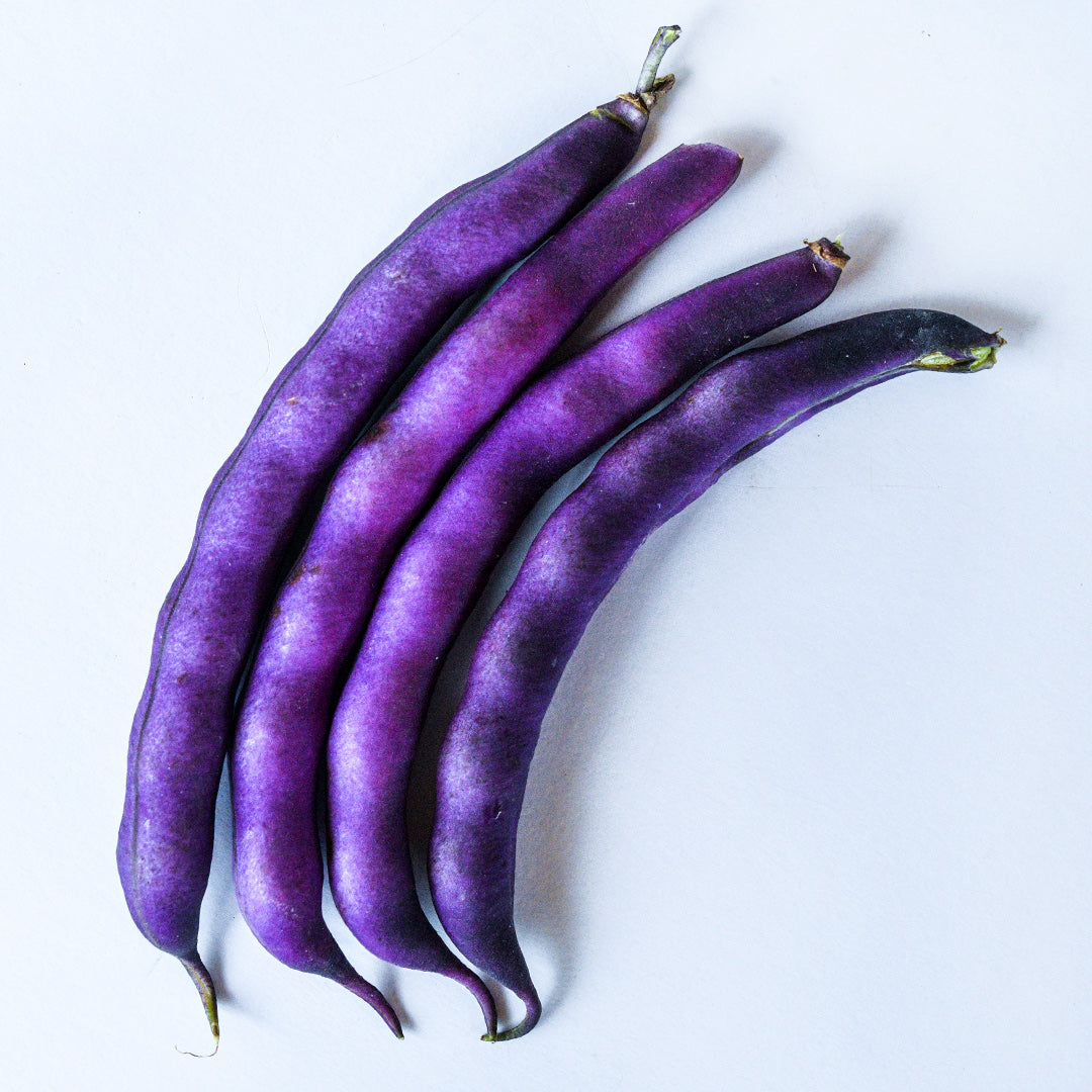 Four Purple Dove Bush Beans in a row on a white background.