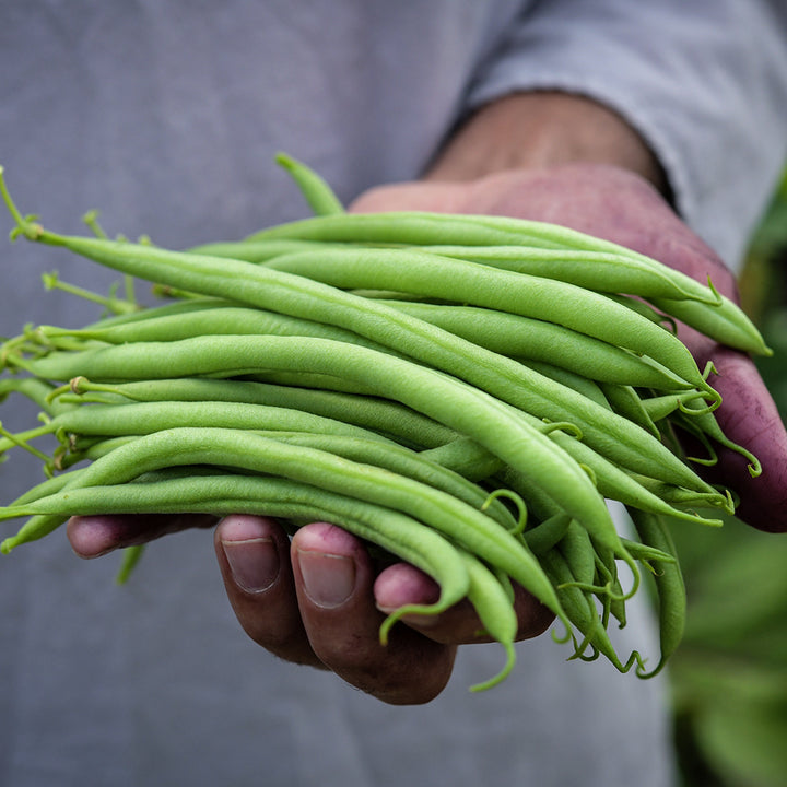 Gardener holding a handful of freshly picked Calima Beans.