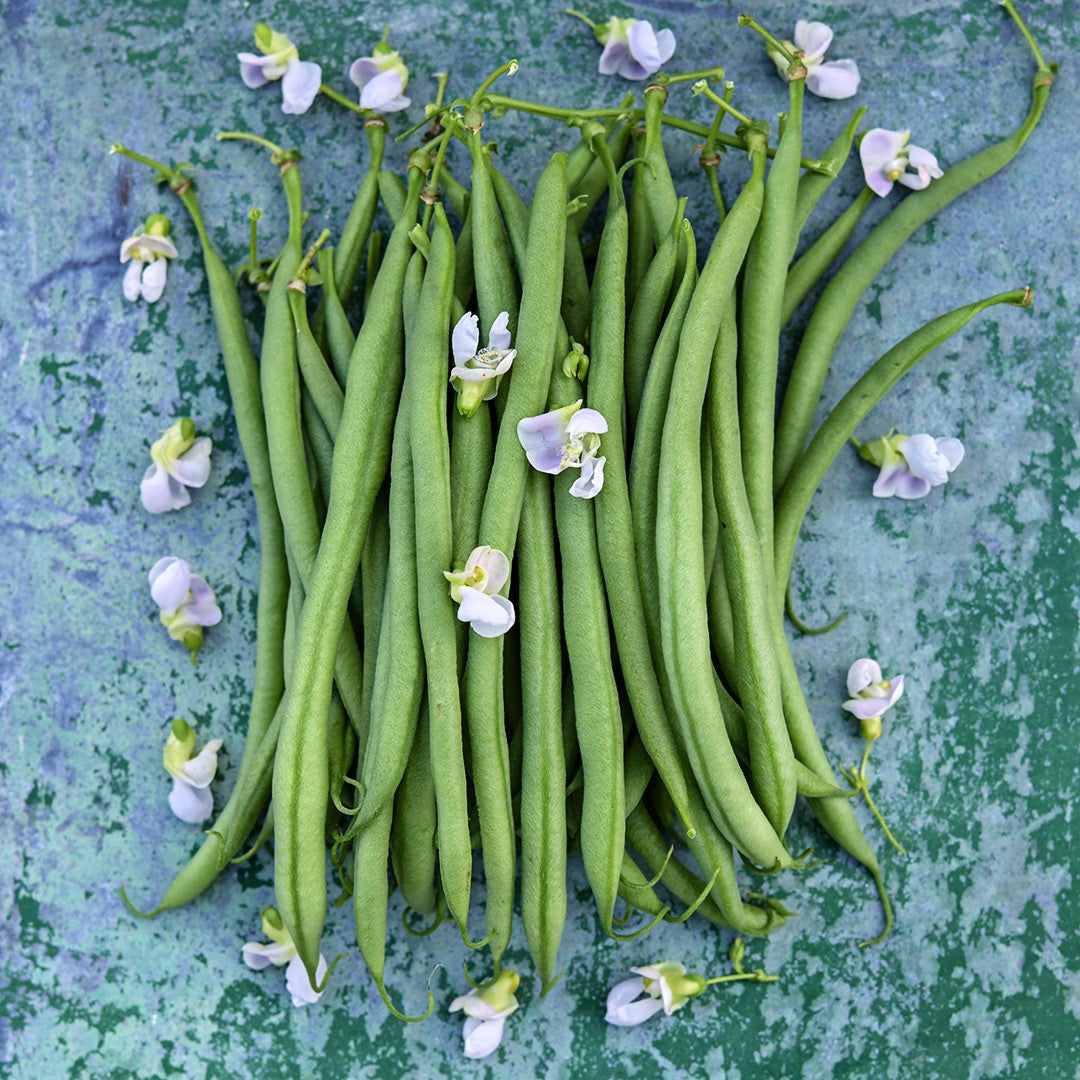 Calima Beans on metal background with blooms.