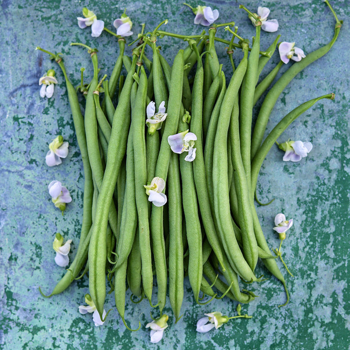 Calima Beans on metal background with blooms.
