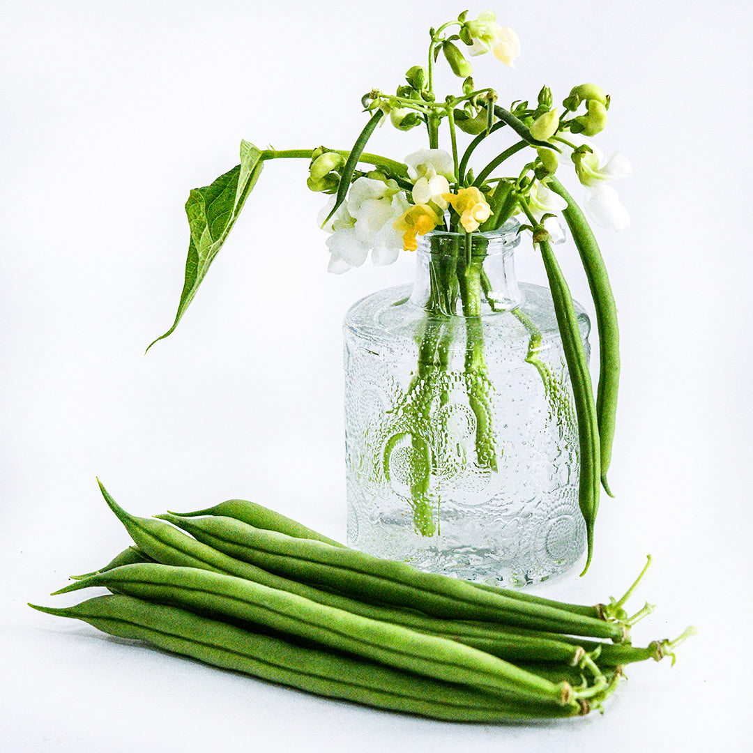 Cantare Beans with flowers in a bud vase on a white background.