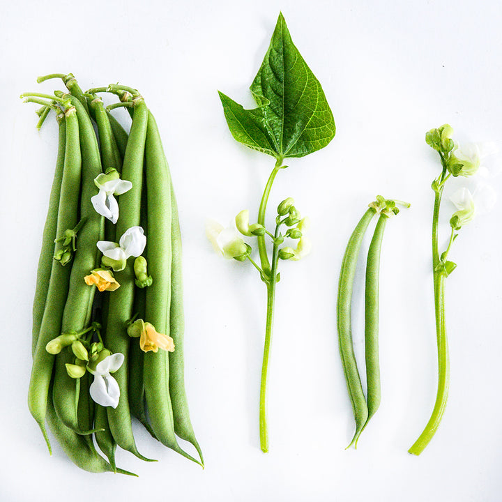 Cantare Beans, foliage and flowers lined up on a white background.
