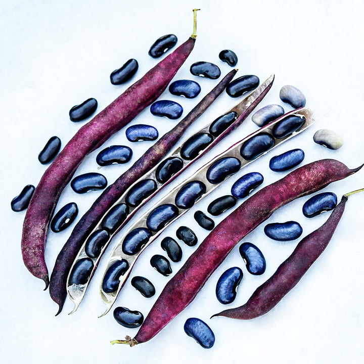 An overhead view of Cherokee Trail of Tears Beans arranged on a white background.