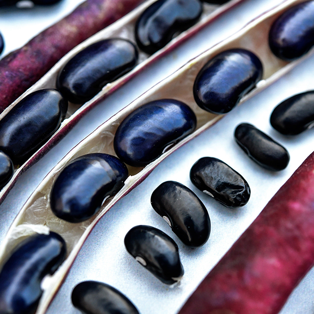 A close-up of Cherokee Trail of Tears Beans arranged on a white background.