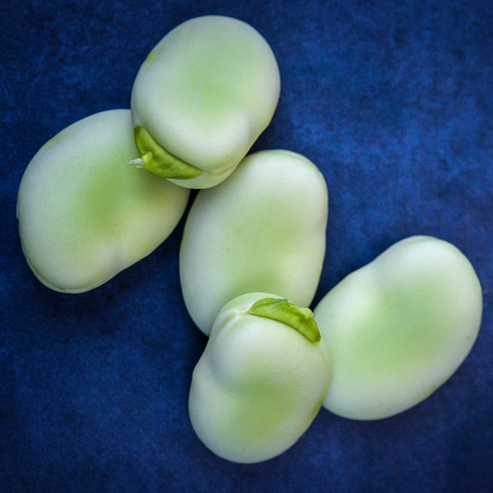 A close-up of five Broad Windsor Fava Beans on dark blue background.
