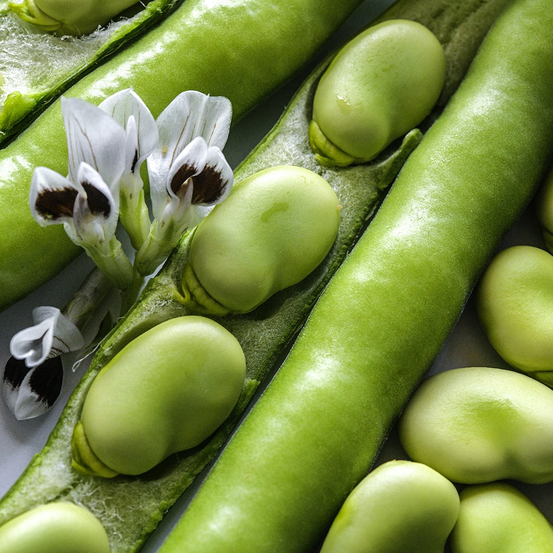 A close-up macro detail of Broad Windsor Fava Beans with blooms.