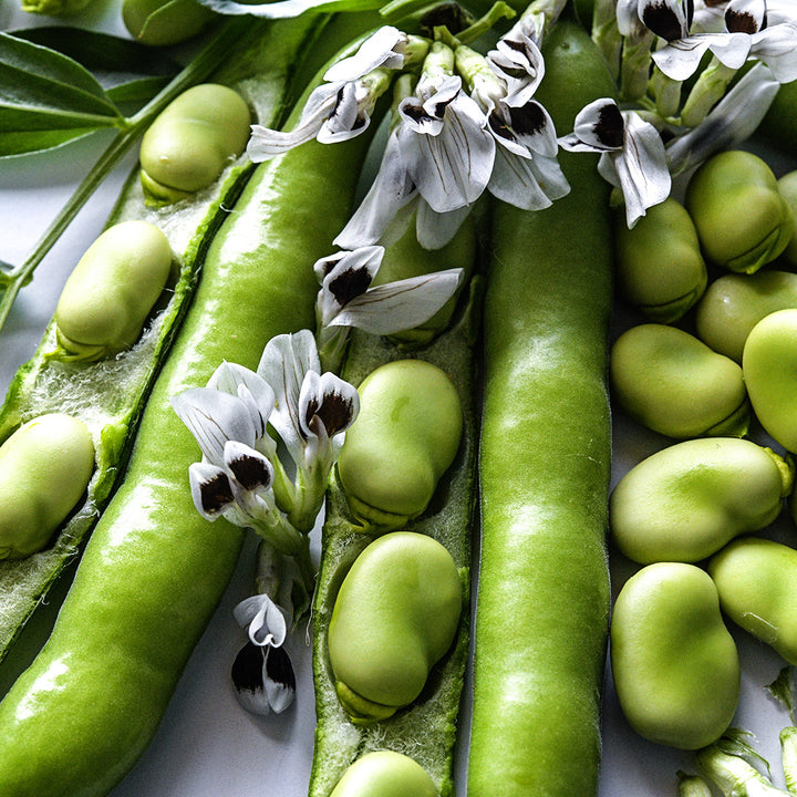 A close-up view of Broad Windsor Fava Beans with blooms.