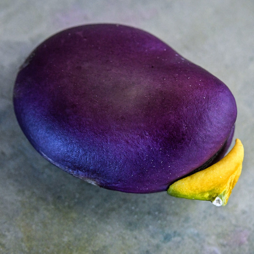 A single Extra Precoce A Grano Violetto Fava Bean on a pastel background.