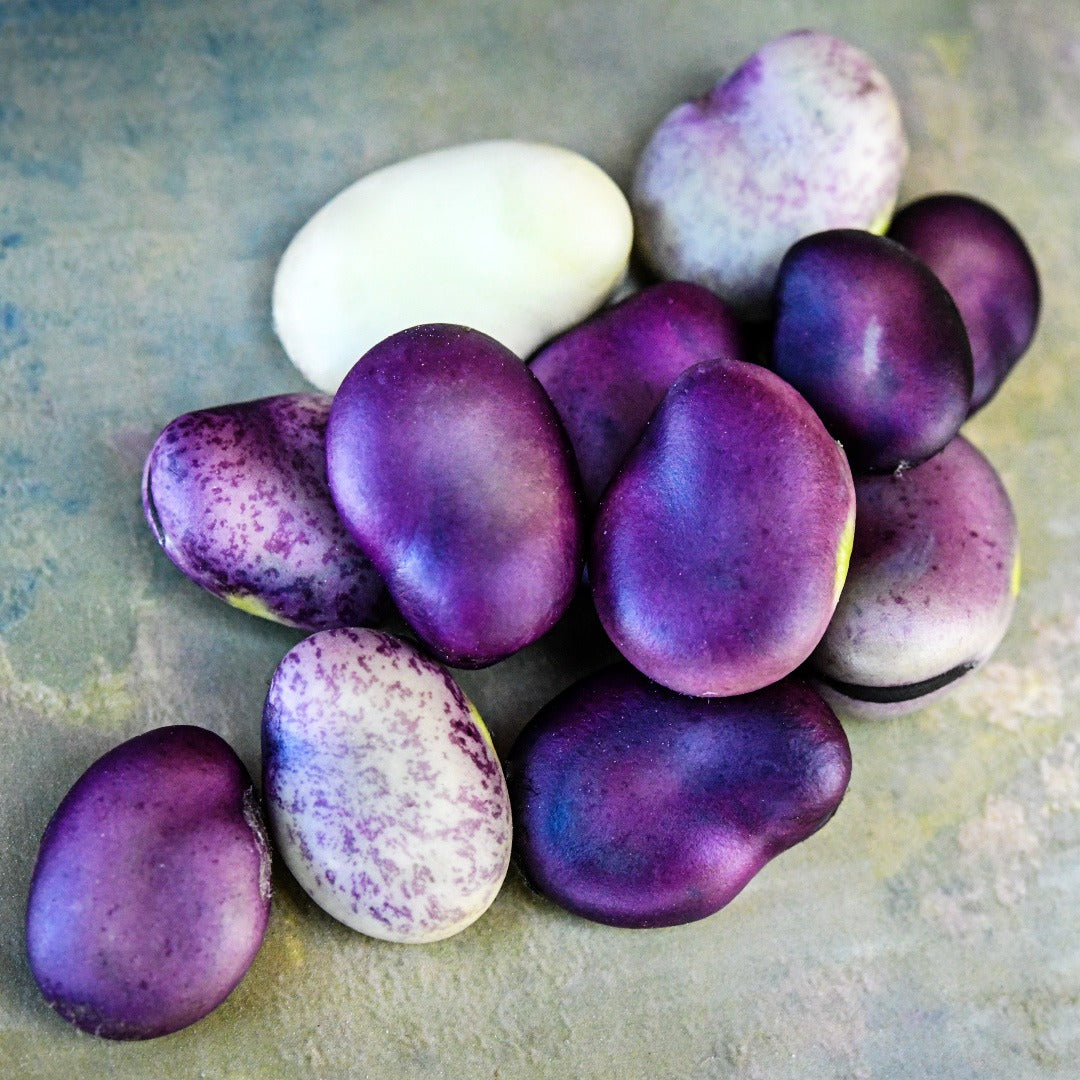 A handful of Extra Precoce A Grano Violetto Fava Beans at various stages of maturity on a pastel background.