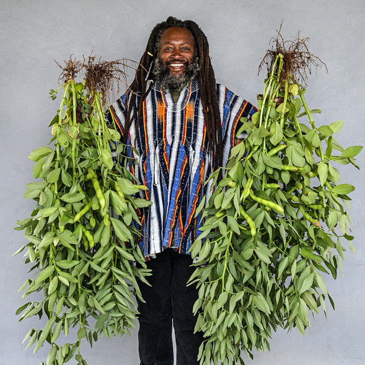 Farmer Frank smiles as he holds up some Extra Precoce A Grano Violetto Fava Bean plants.