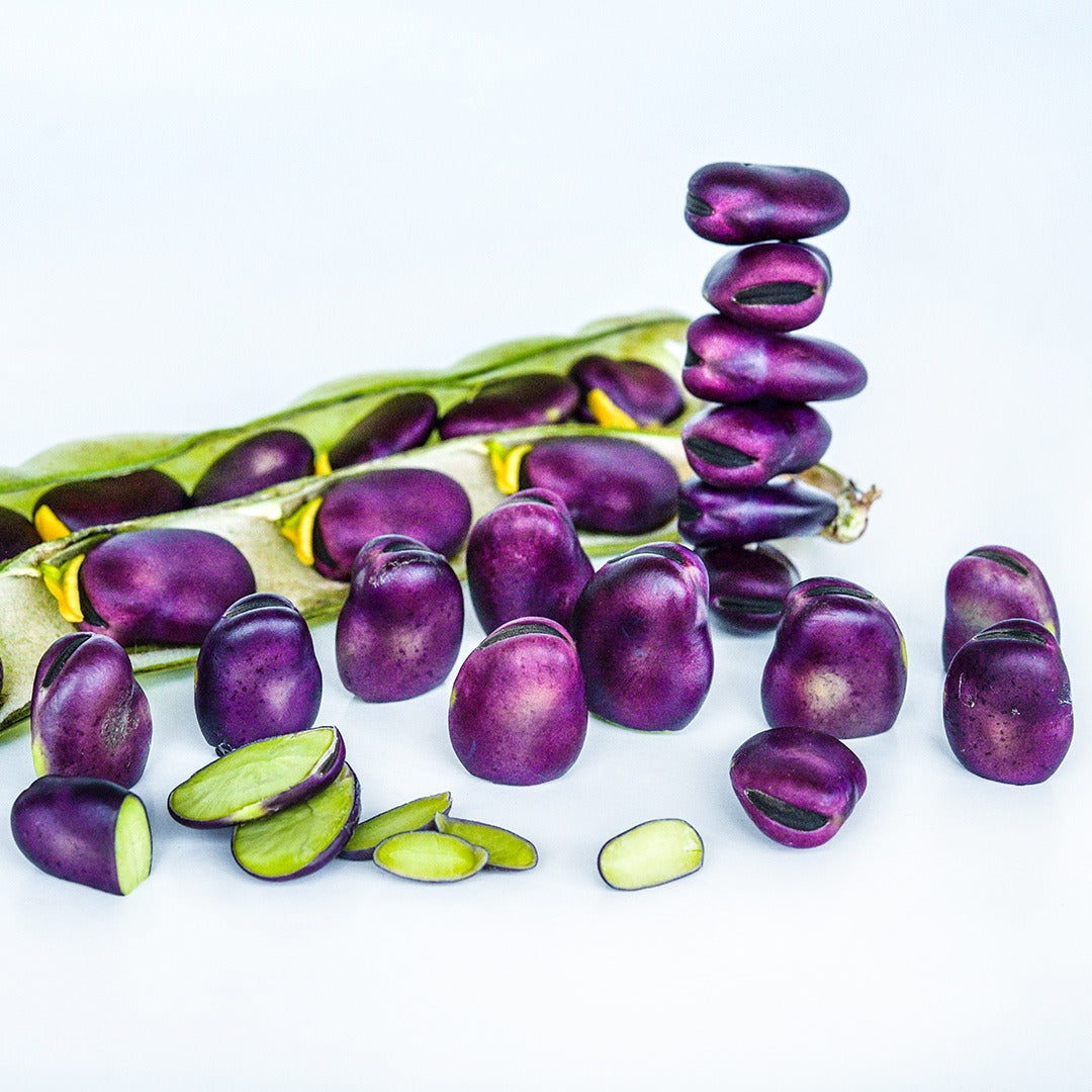 Extra Precoce A Grano Violetto Fava Beans with pods arranged on a white background.