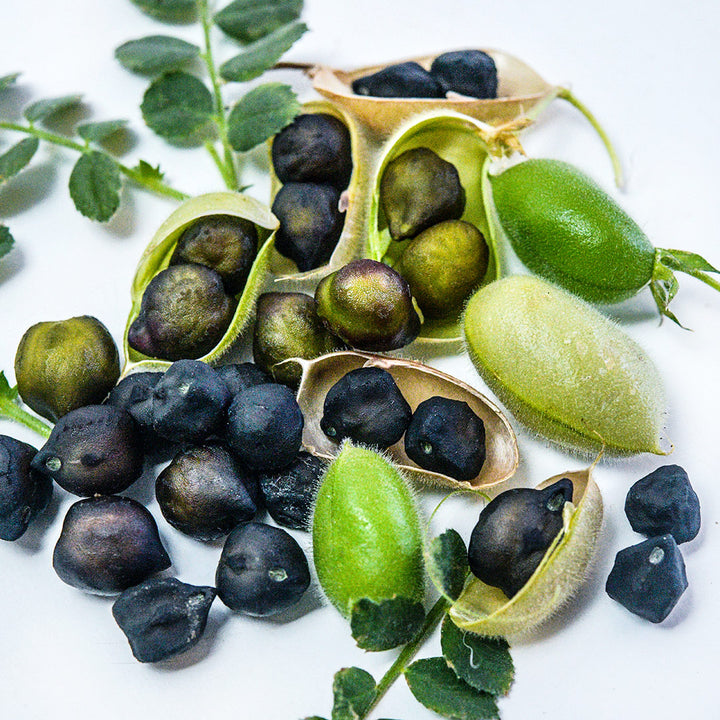 A close-up detailed macro view of Kabouli Black Garbanzo Beans on a white background.