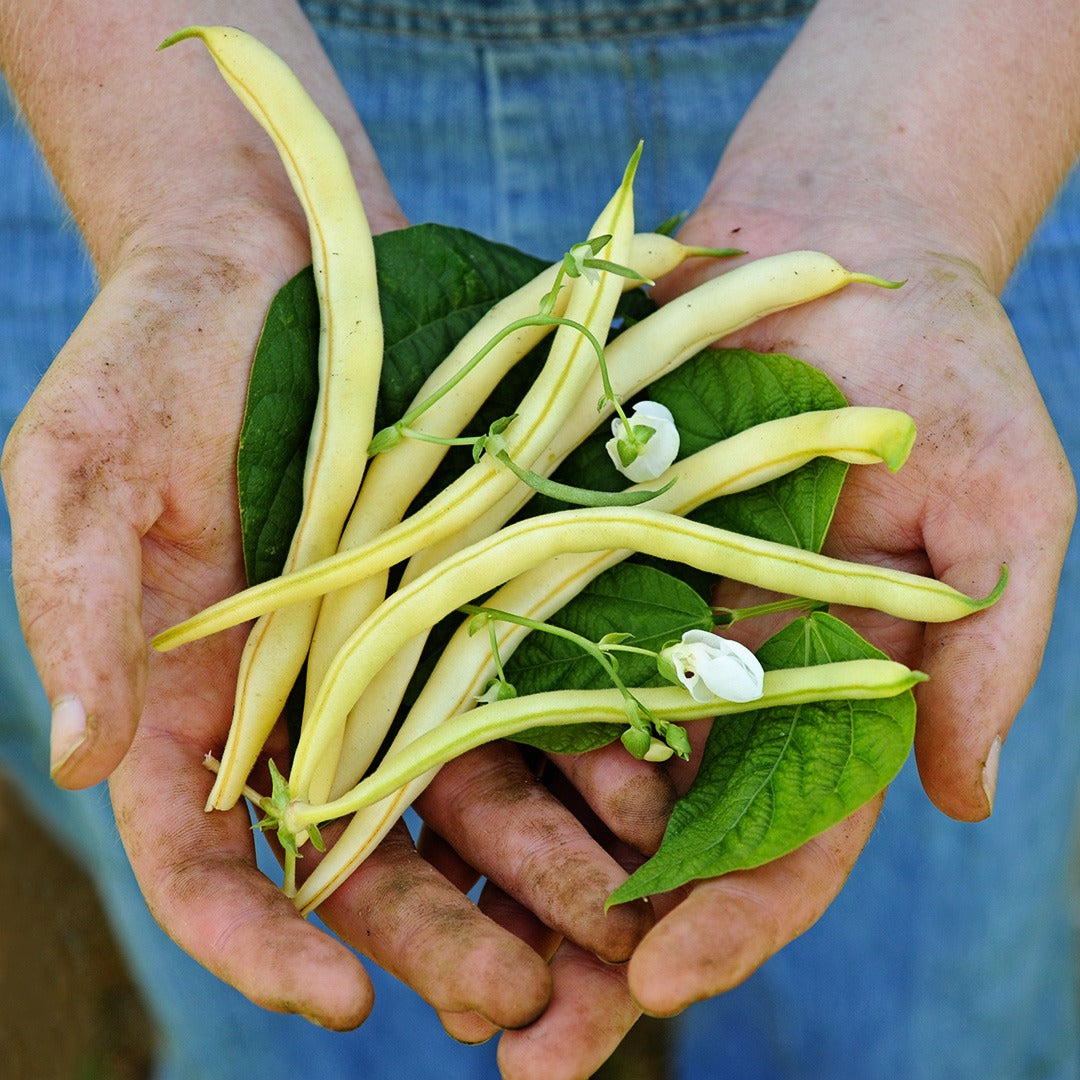 A gardener holding Golden Butterwax Beans freshly picked in the garden.