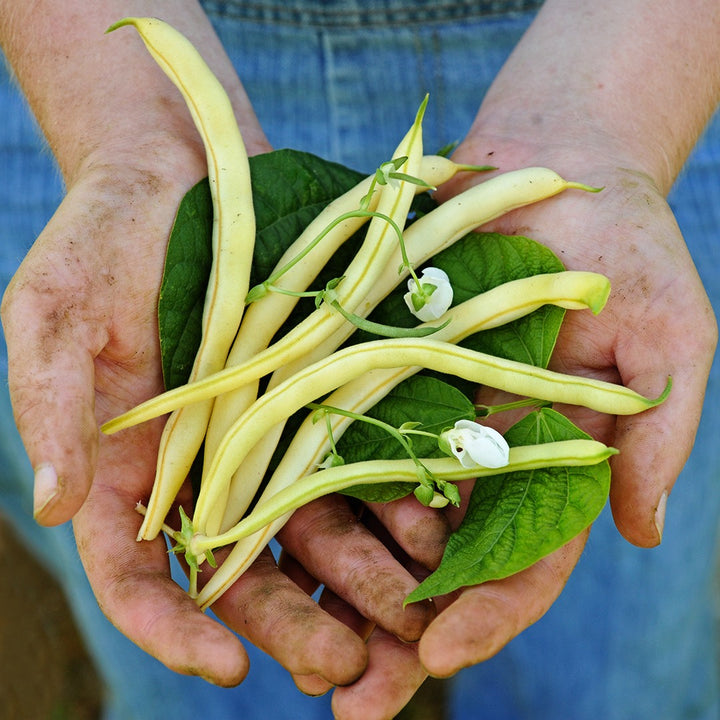 A gardener holding Golden Butterwax Beans freshly picked in the garden.
