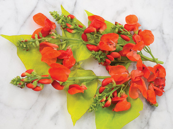 Runner Bean Seeds, Golden Sunshine