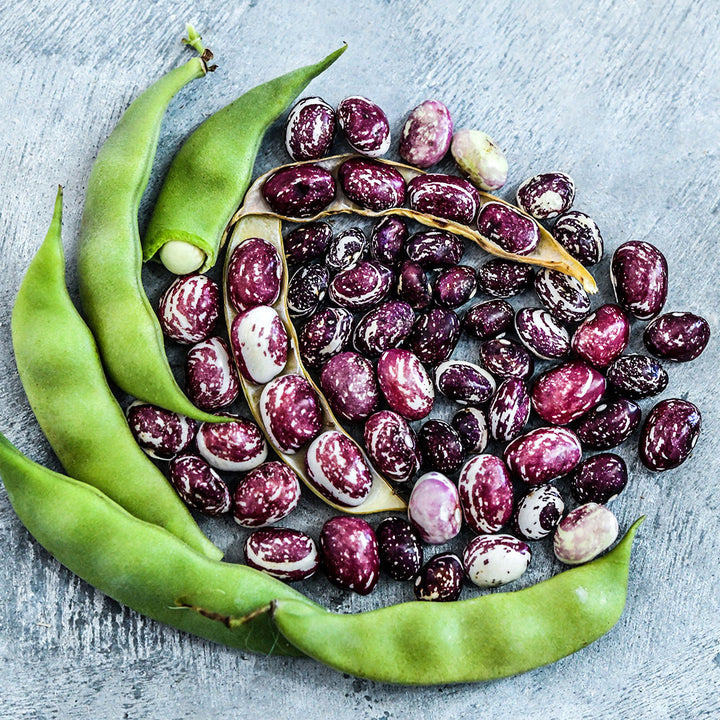 Good Mother Stallard Beans with pods arranged on a light grey background.