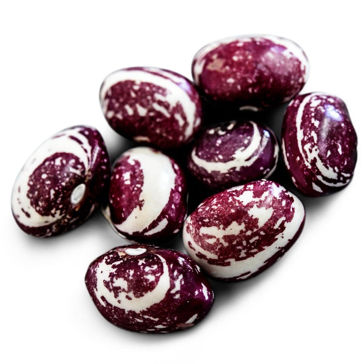 A close-up view of Good Mother Stallard Beans on a white background.