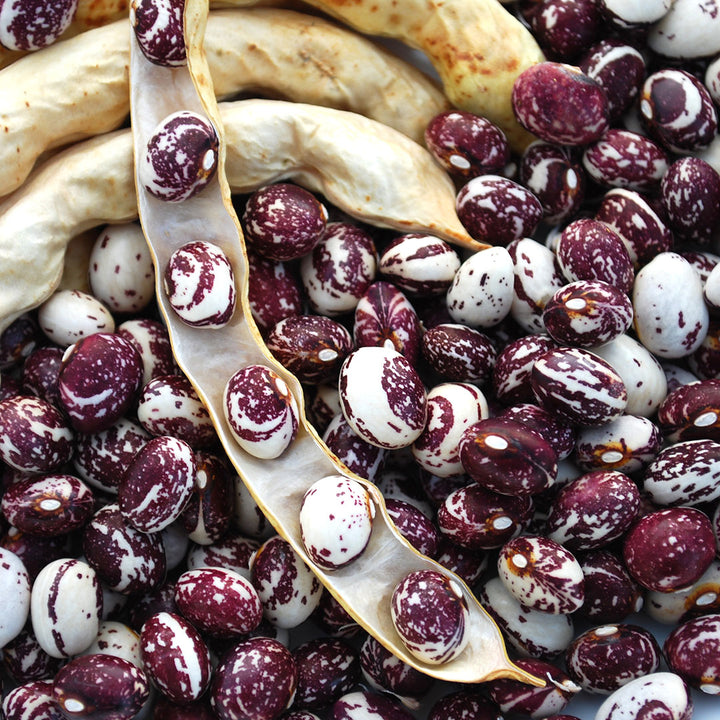 Good Mother Stallard Beans with dried pods.