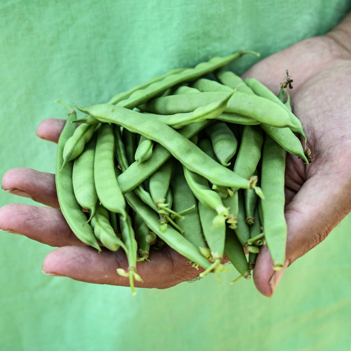 A gardener holding freshly harvested Greasy Grits Beans in the garden at Baker Creek.