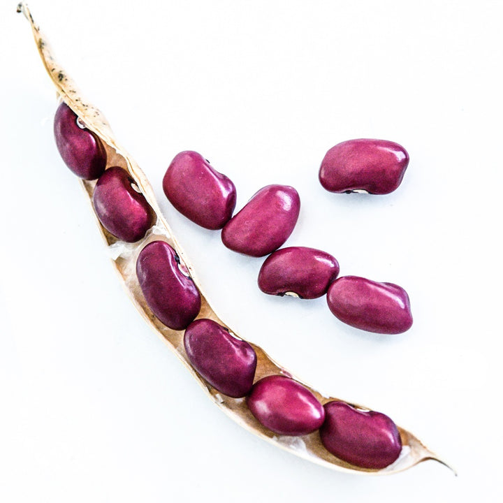 Hidatsa Red Indian Beans in a pod with loose beans on a white background.