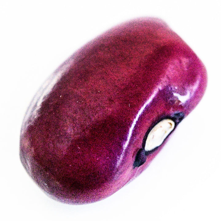 A macro view of a single Hidatsa Red Indian Bean on a white background.