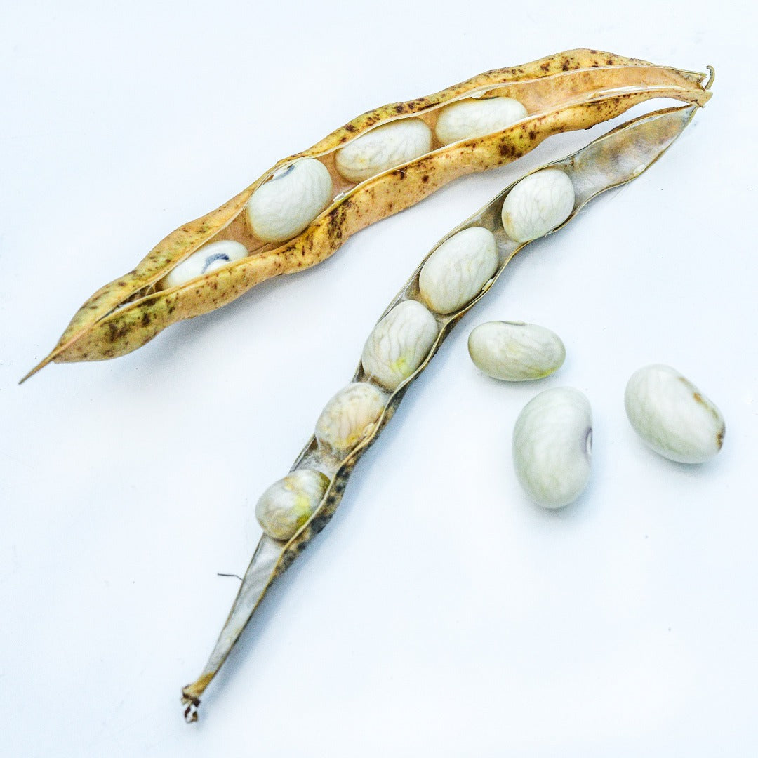 Dried pods with Hutterite Soup Bush Beans on a white background..