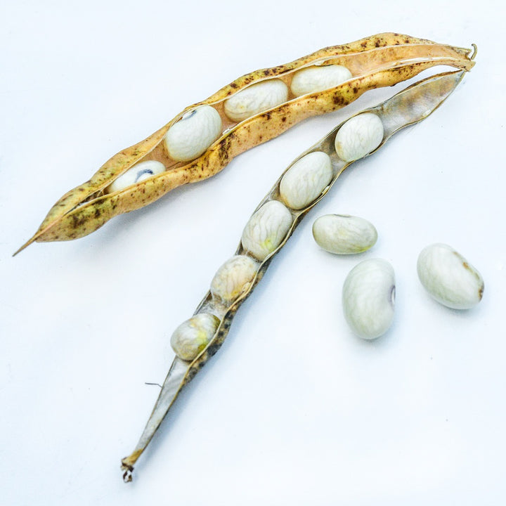Dried pods with Hutterite Soup Bush Beans on a white background..