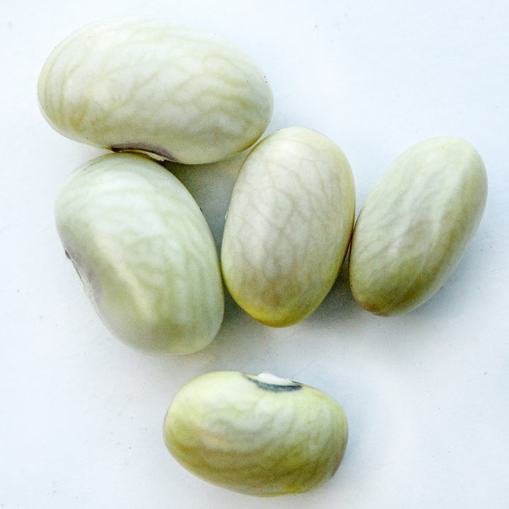 A close-up view of Five Hutterite Soup Bush Beans on a white background.